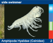 Amphipoda Hyalidae (Ceinidae)