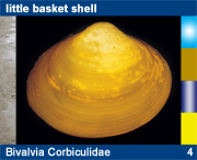 Bivalvia Corbiculidae