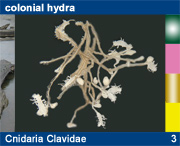 Cnidaria Clavidae