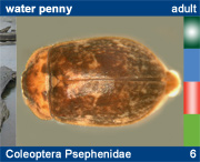 Coleoptera Psephenidae