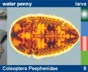 Coleoptera Psephenidae