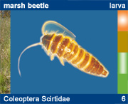 Coleoptera Scirtidae