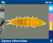 Diptera Athericidae