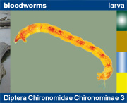 Diptera Chironomidae Chironominae