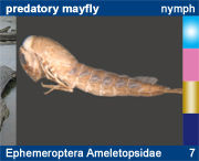 Ephemeroptera Ameletopsidae