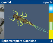 Ephemeroptera Caenidae