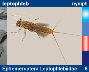 Ephemeroptera Leptophlebiidae