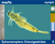 Ephemeroptera Oniscigastridae