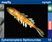Ephemeroptera Siphlonuridae