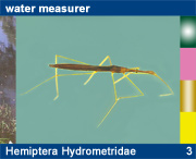 Hemiptera Hydrometridae
