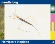 Hemiptera Nepidae
