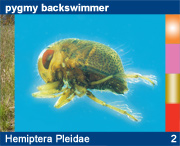 Hemiptera Pleidae