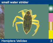 Hemiptera Veliidae