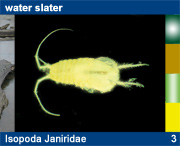 Isopoda Janiridae