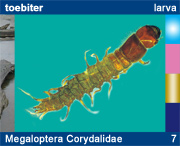 Megaloptera Corydalidae