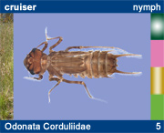 Odonata Corduliidae