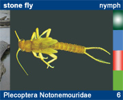 Plecoptera Notonemouridae