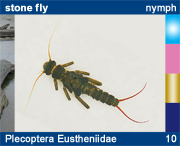 Plecoptera Eustheniidae