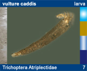 Trichoptera Atriplectidae