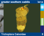 Trichoptera Calocidae
