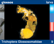 Trichoptera Glossosomatidae