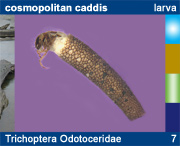 Trichoptera Odotoceridae