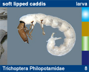 TrichopteraPhilopotamidae
