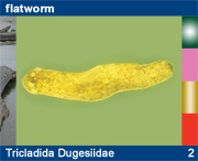 Tricladida Dugesiidae